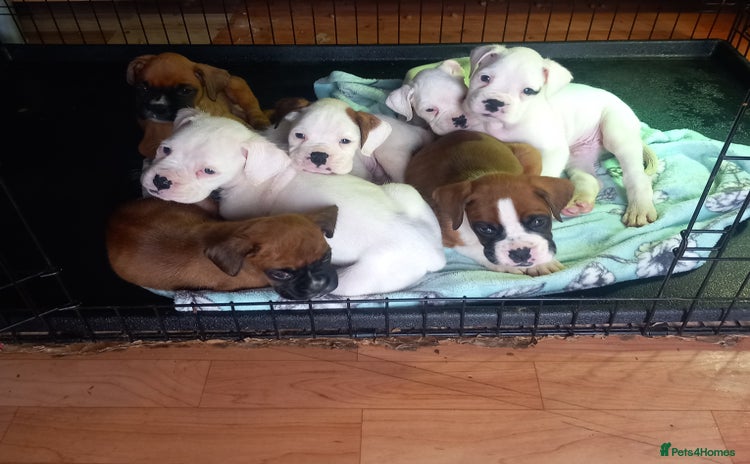 Boxer dogs - Advert 1