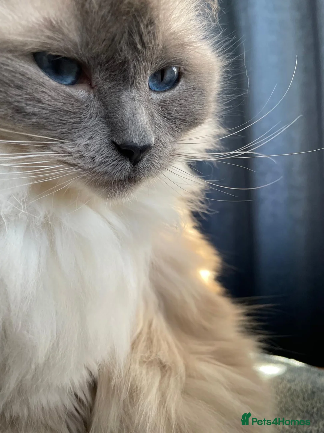Ragdoll cats for sale: female 5 year old ragdoll for rehome.  - Advert 3