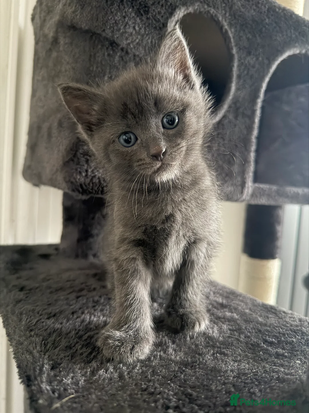 Mixed Breed cats for sale: Kittens in Norwich - Advert 2