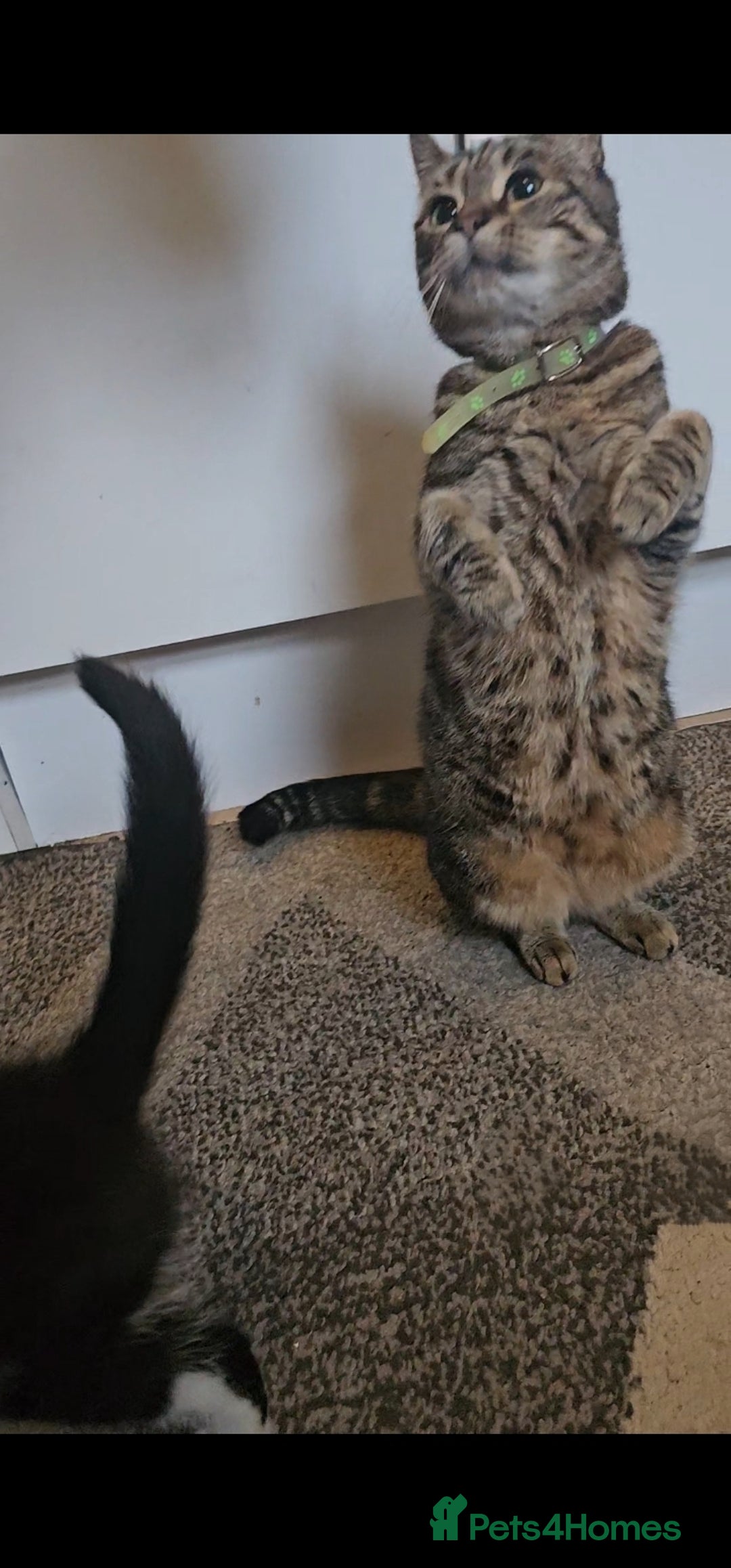 American Curl cats for sale: Amarican Curl Kitten  - Advert 3