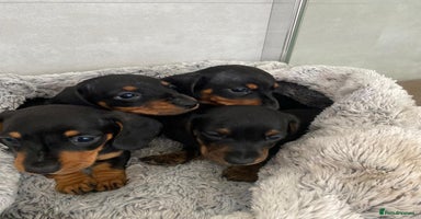 Dachshund dogs - Advert 1