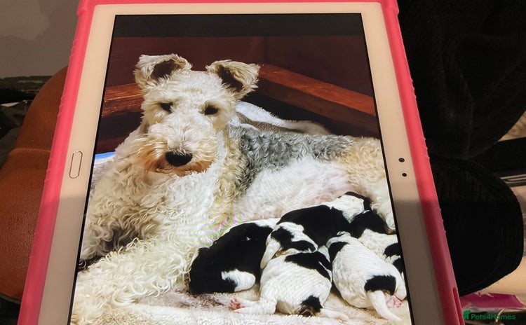 Fox Terrier dogs - Advert 1