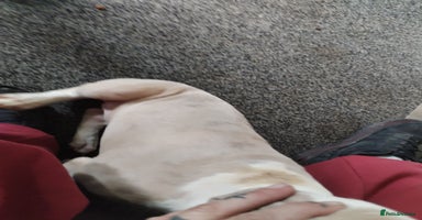 American Bulldog dogs - Advert 14