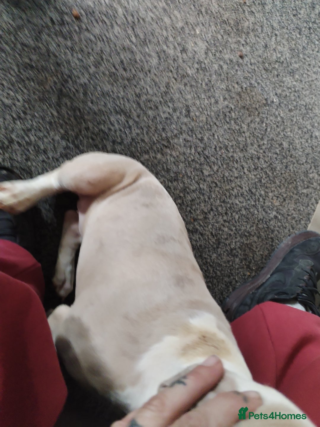 American Bulldog dogs for sale: Beautiful American bulldog  - Image 3