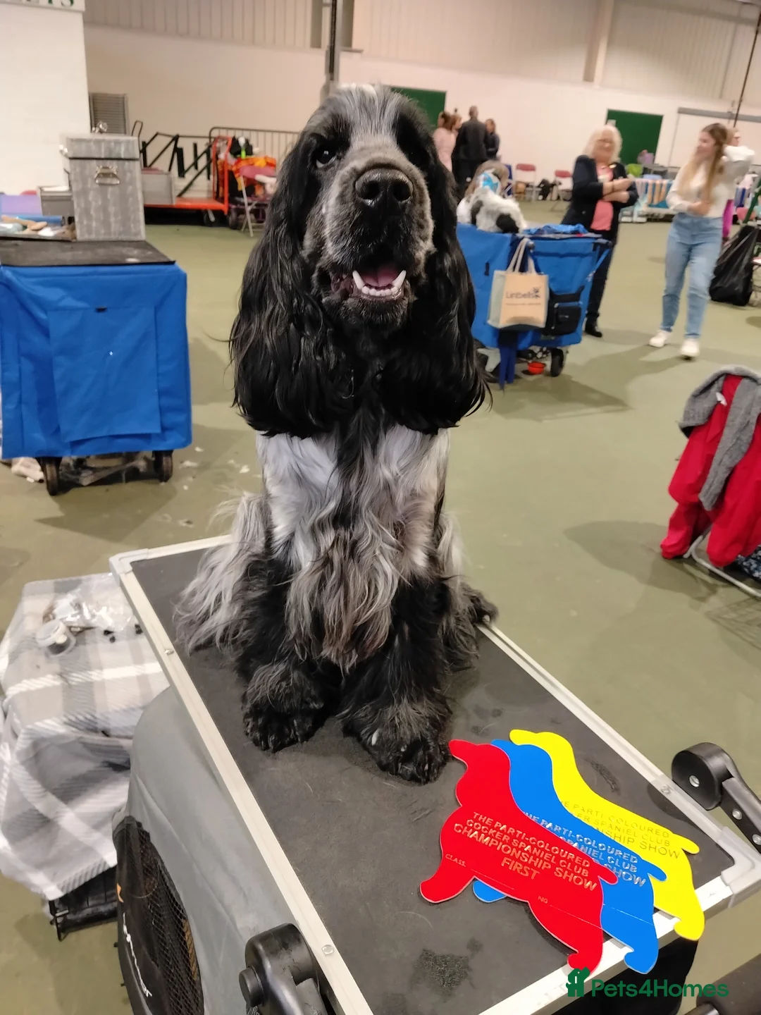 Cocker Spaniel dogs for stud: Kc registered french imported cocker spaniel  - Advert 1