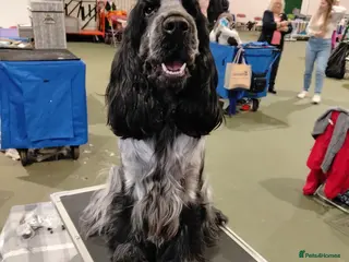 Cocker Spaniel dogs Kc registered french imported cocker spaniel - Advert 1