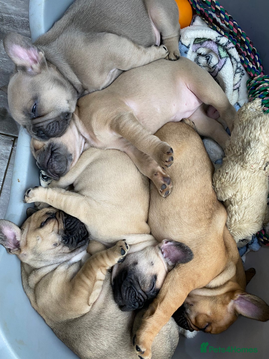 French Bulldog dogs for sale: KC Registered French Bulldogs Blue/Brindle/Fawn - Advert 5