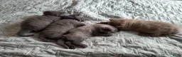 British Shorthair cats for sale: Magnificent litter Champion bloodline  - Advert 8