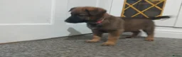 German Shepherd dogs for sale: German shepherd Puppies - Advert 22