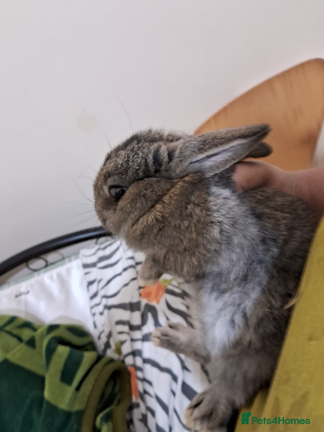 Rex rabbits for sale: Handsome mini Rex buck - Advert 3