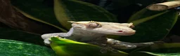 Gecko reptiles for sale: Crested Gecko & Full set up  - Advert 4