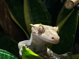 Gecko reptiles Crested Gecko & Full set up - Advert 3
