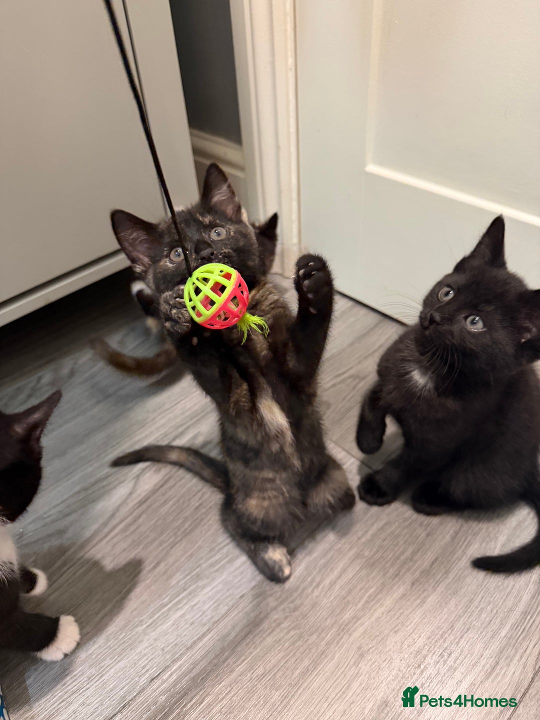 Mixed Breed cats for sale: 5 kittens for sale - Advert 19