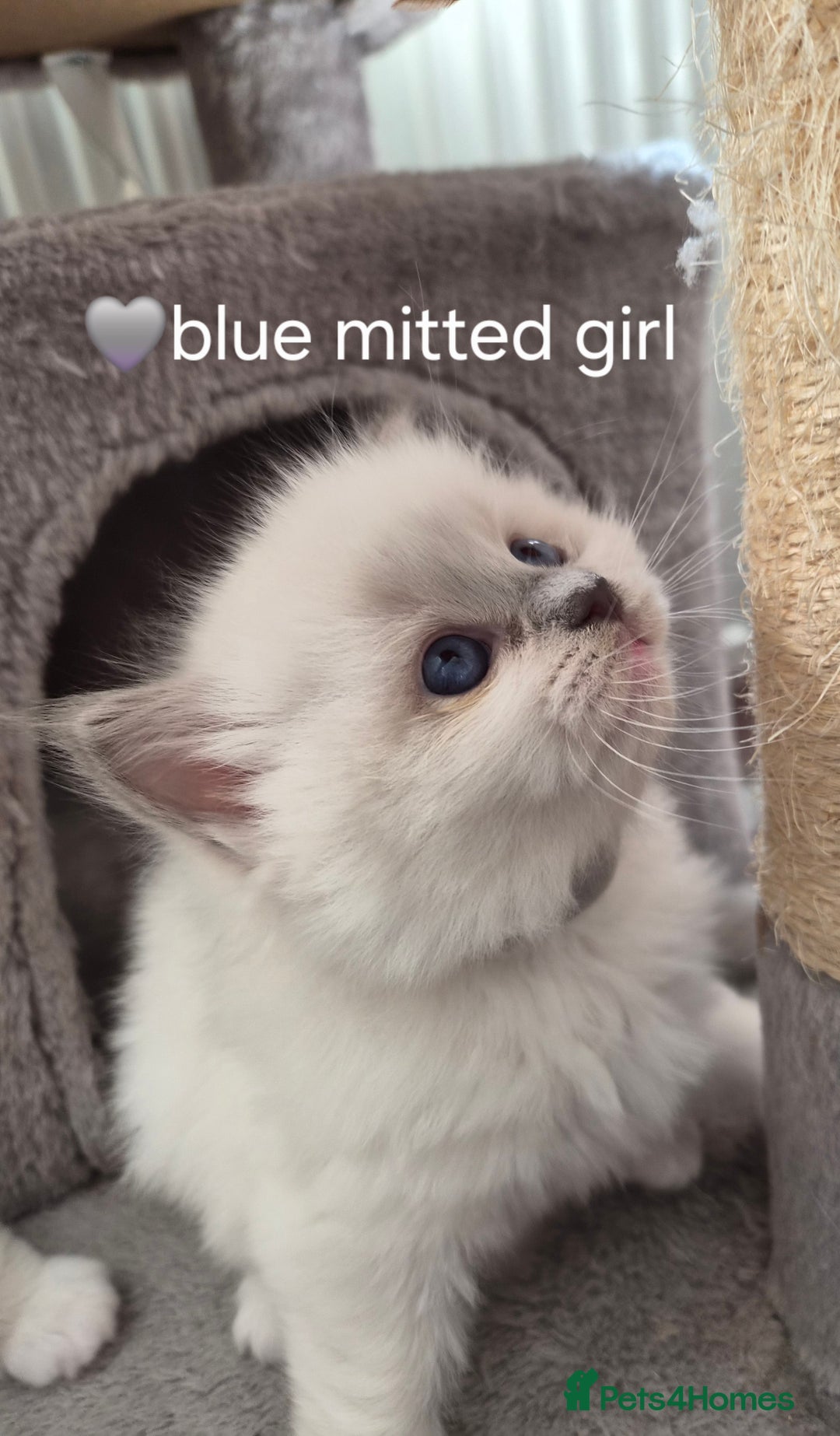 Ragdoll cats for sale: 5 GCCF Pedigree Ragdoll kittens for sale - Image 23