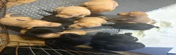 Labrador Retriever dogs for sale: Beautiful Black and golden Labrador puppies - Advert 4