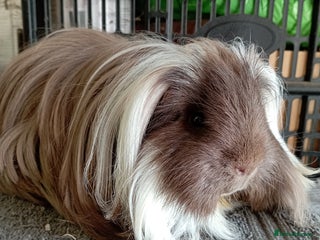 Guinea Pig rodents - Advert 2