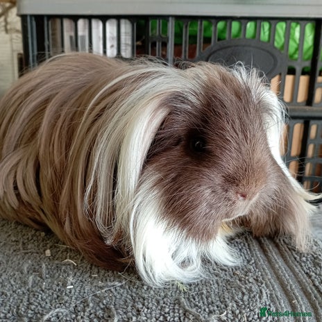 Guinea Pig rodents - Advert 1