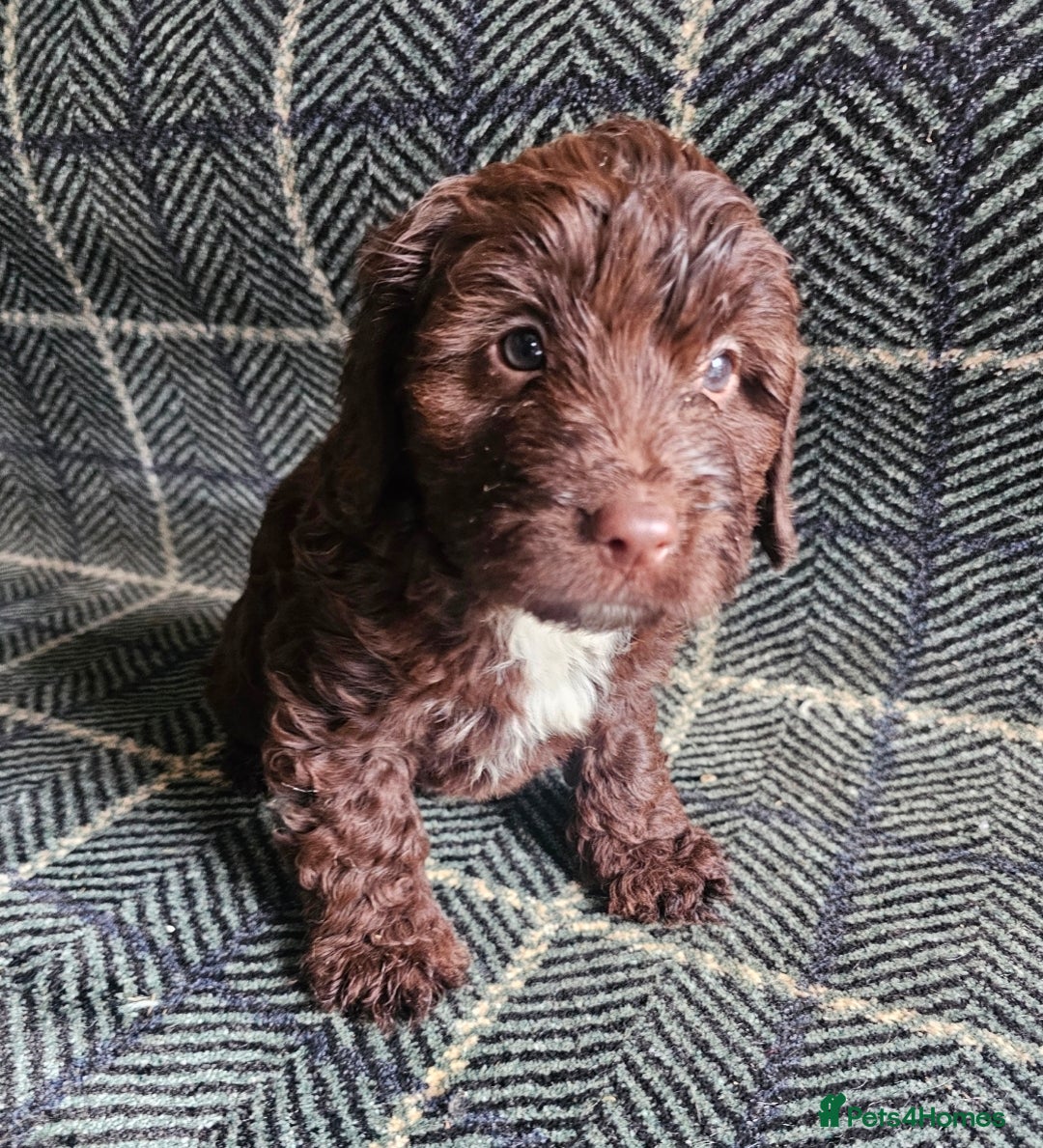 Cockapoo dogs for sale: Cockerapoo puppies F1 - Advert 8