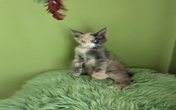 Maine Coon cats for sale: Beautiful Pedigree Maine Coon Kittens  - Image 27