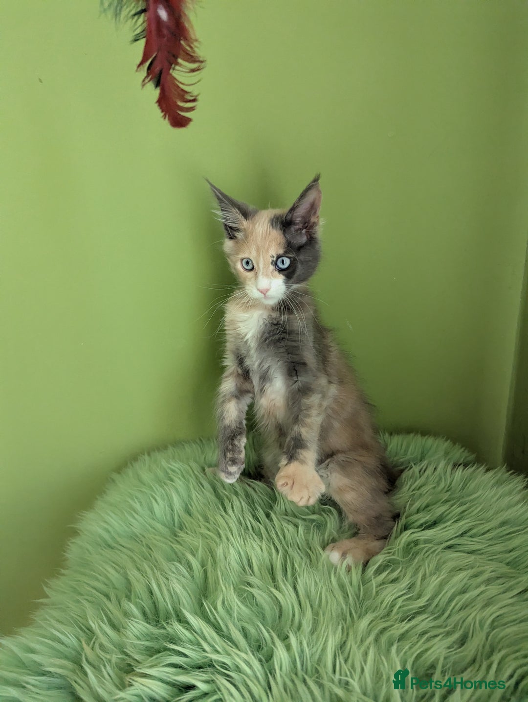 Maine Coon cats for sale: Beautiful Pedigree Maine Coon Kittens  - Image 27