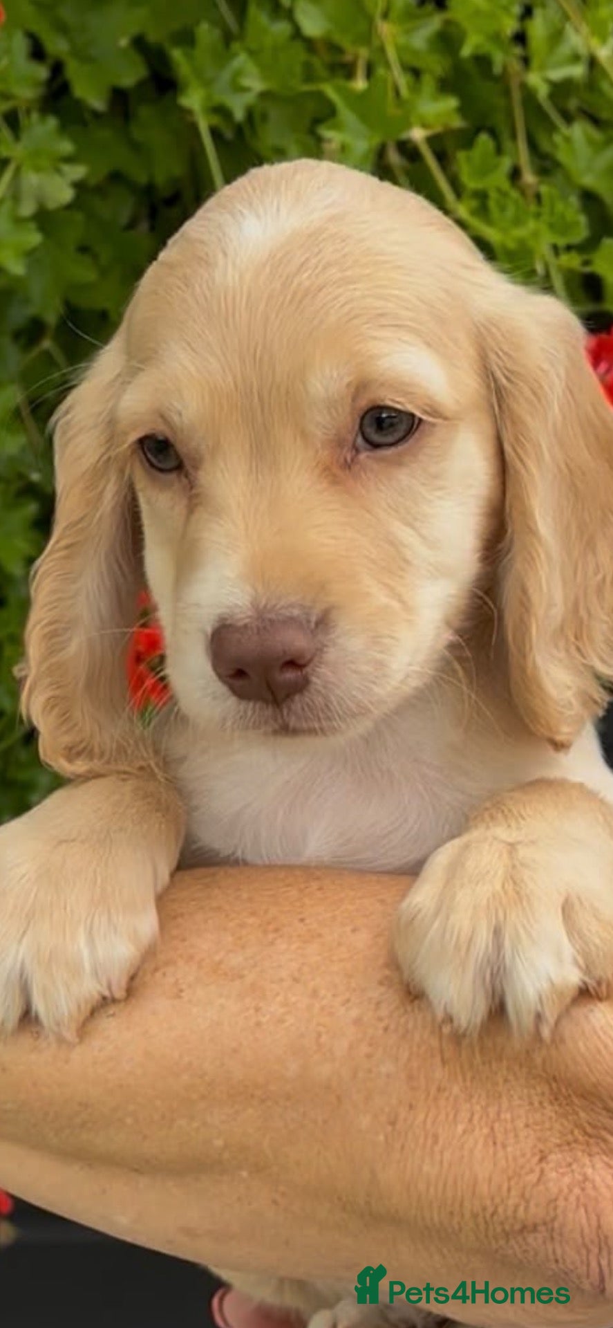 Cocker Spaniel dogs Cocker Spaniel Puppy’s - Advert 1