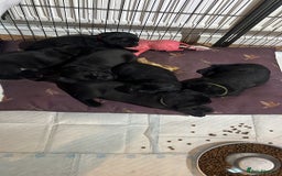 Labrador Retriever dogs for sale: Black Labrador puppies - Image 2
