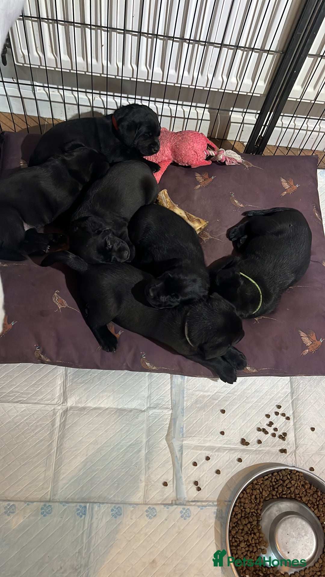 Labrador Retriever dogs for sale: Black Labrador puppies - Image 2