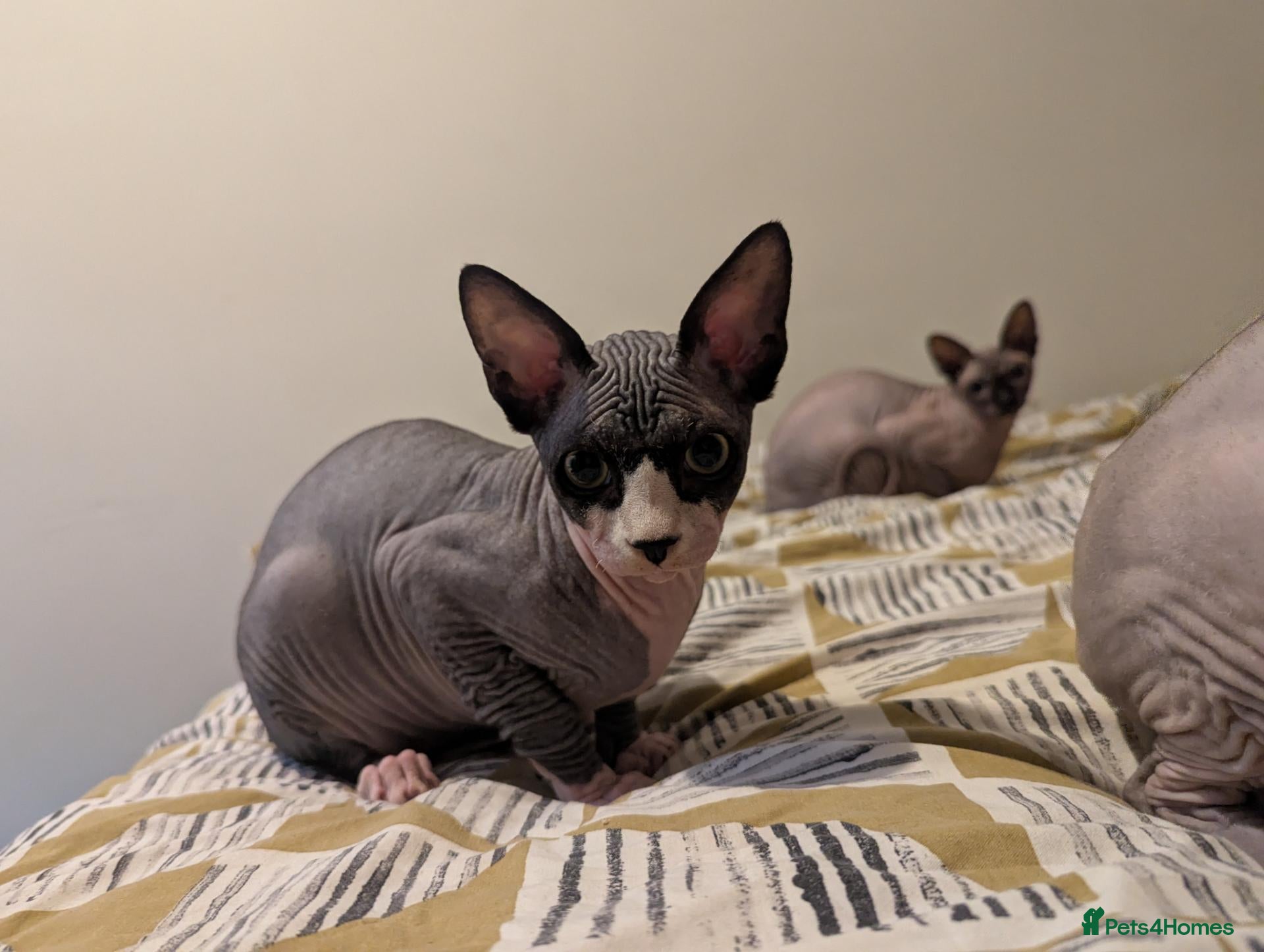 Sphynx cats *PEDIGREE SPHYNX* TICA REGISTERED *PURE BLOODLINE* - Advert 2