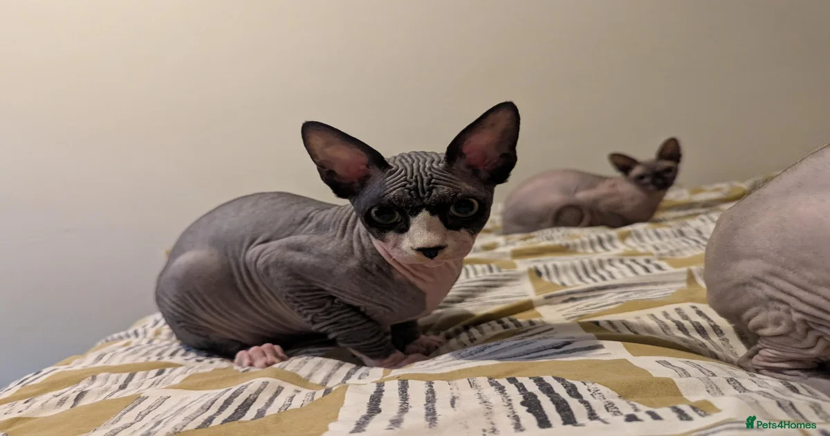 Sphynx Kittens for sale in England | Pets4Homes