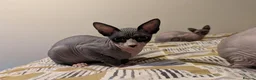 Sphynx cats for sale: *PEDIGREE SPHYNX* TICA REGISTERED *DNA HCM4 CLEAR* - Advert 1