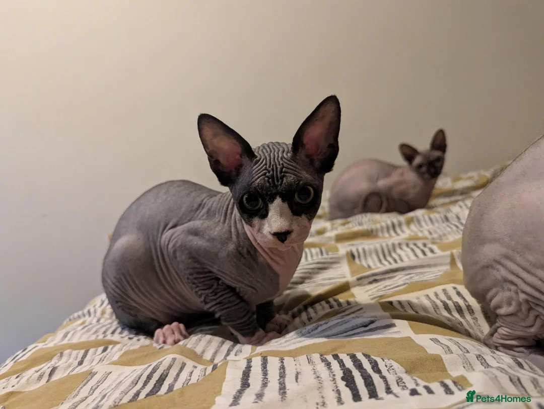 Sphynx cats for sale: *PEDIGREE SPHYNX* TICA REGISTERED *DNA HCM4 CLEAR* - Advert 1