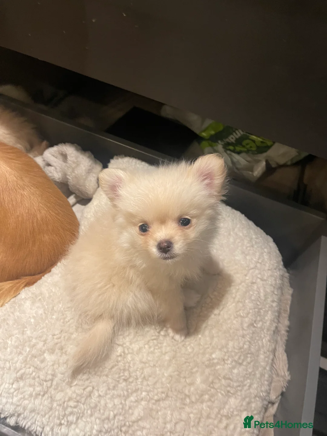 Pomchi dogs for sale: 3 pomchi - Advert 4