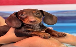 Dachshund dogs for sale: Beautiful puppies of standard dachshund  - Image 1