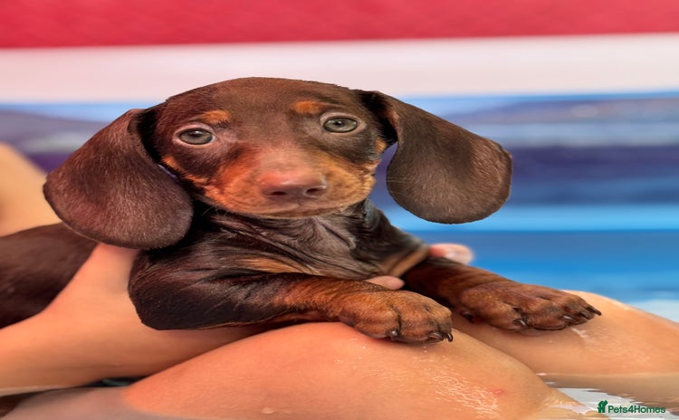 Dachshund dogs - Advert 3