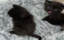 British Shorthair cats for sale: 6 kittens for sale 3 girls 3 boys  - Image 6