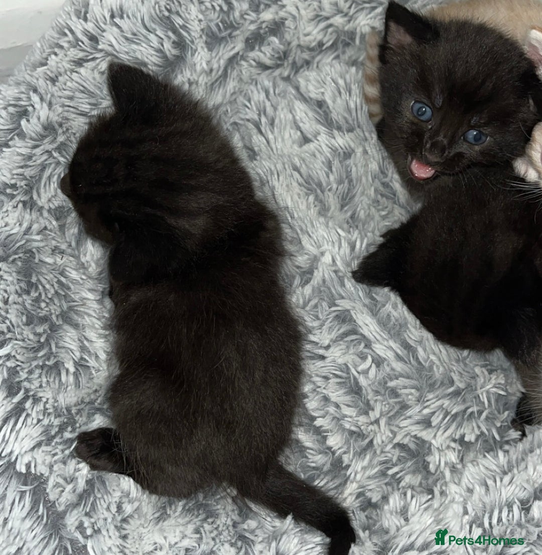 British Shorthair cats for sale: 6 kittens for sale 3 girls 3 boys  - Image 6