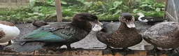 Ducks poultry for sale: POL + Adult Muscovy Hens & Drakes - Advert 2