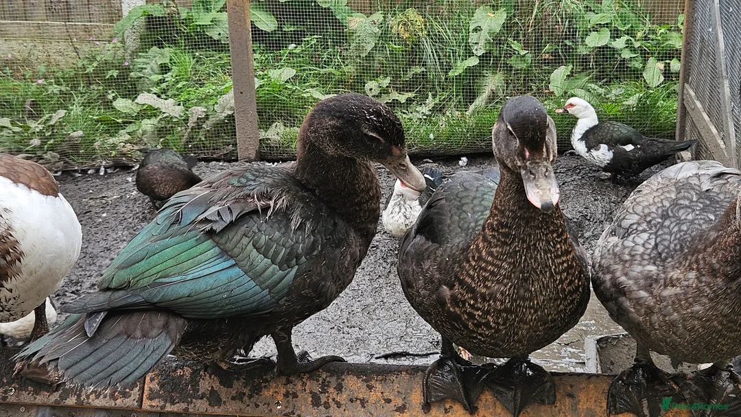 Ducks poultry for sale: POL + Adult Muscovy Hens & Drakes - Advert 2