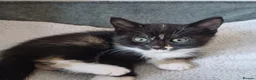 Mixed Breed cats for sale: 4 Girls and 1 boy😍😍 - Advert 11