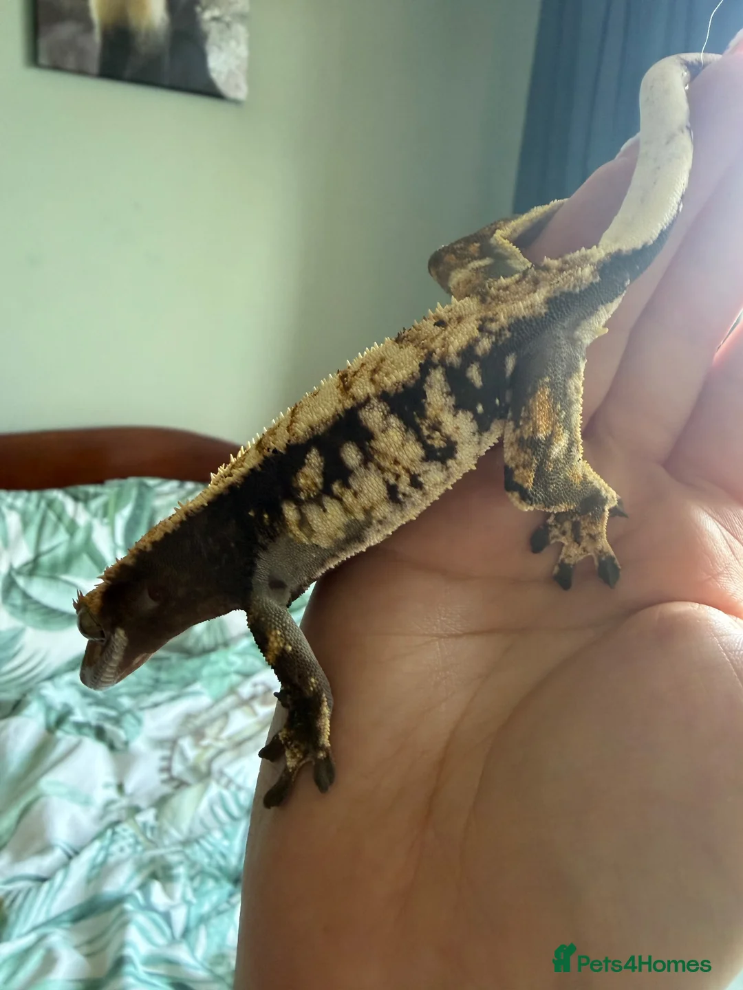Gecko reptiles for sale: Crested Gecko Collection for sale  - Advert 24