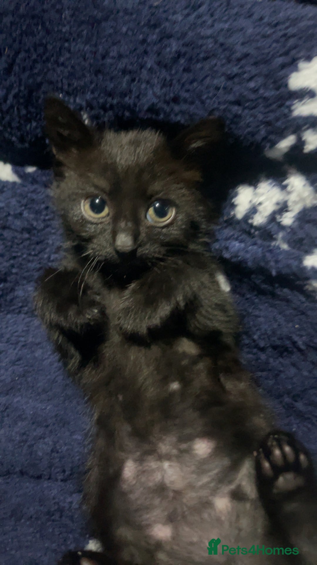 Mixed Breed cats for sale: 3 super friendly kittens - Advert 4