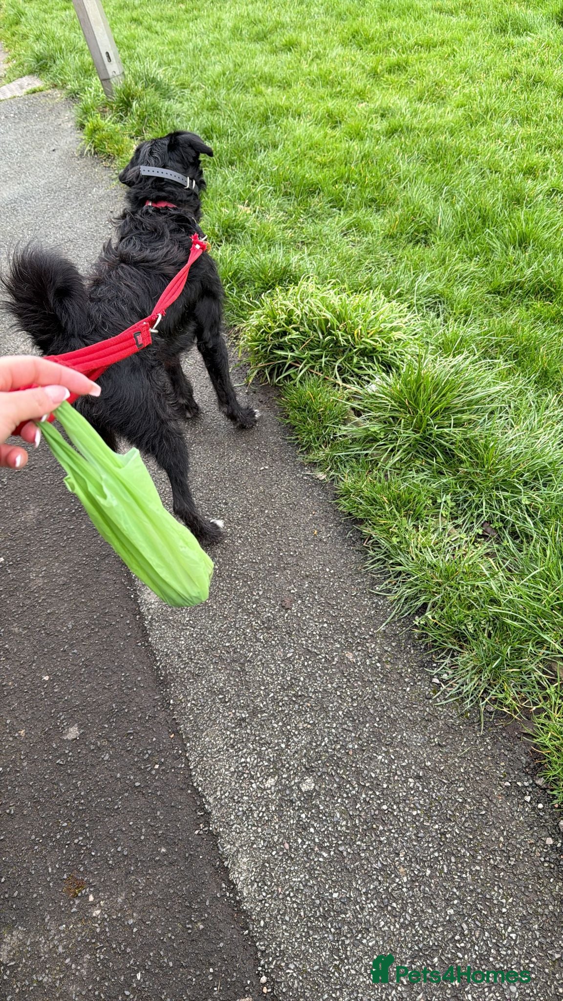 Mixed Breed dogs Lovely  - Advert 5