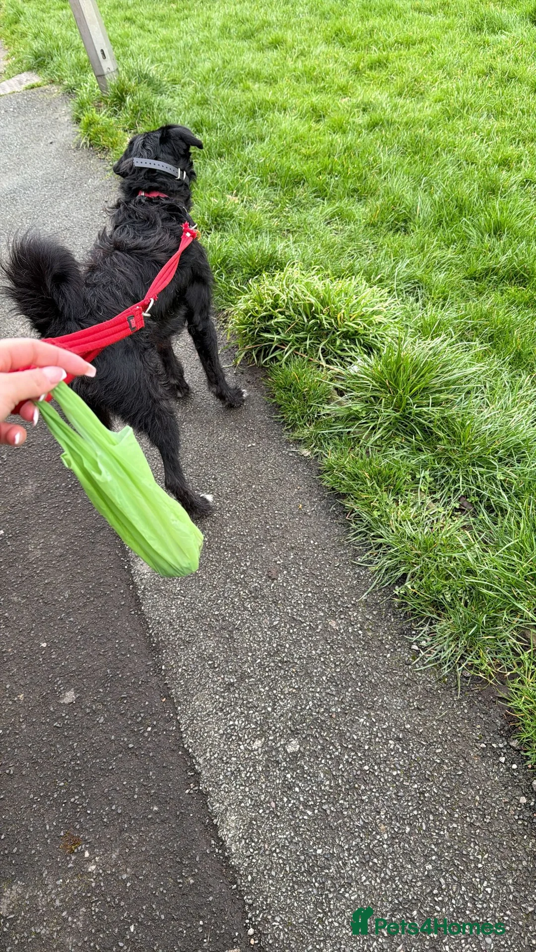 Mixed Breed dogs for sale: Lovely  - Advert 1