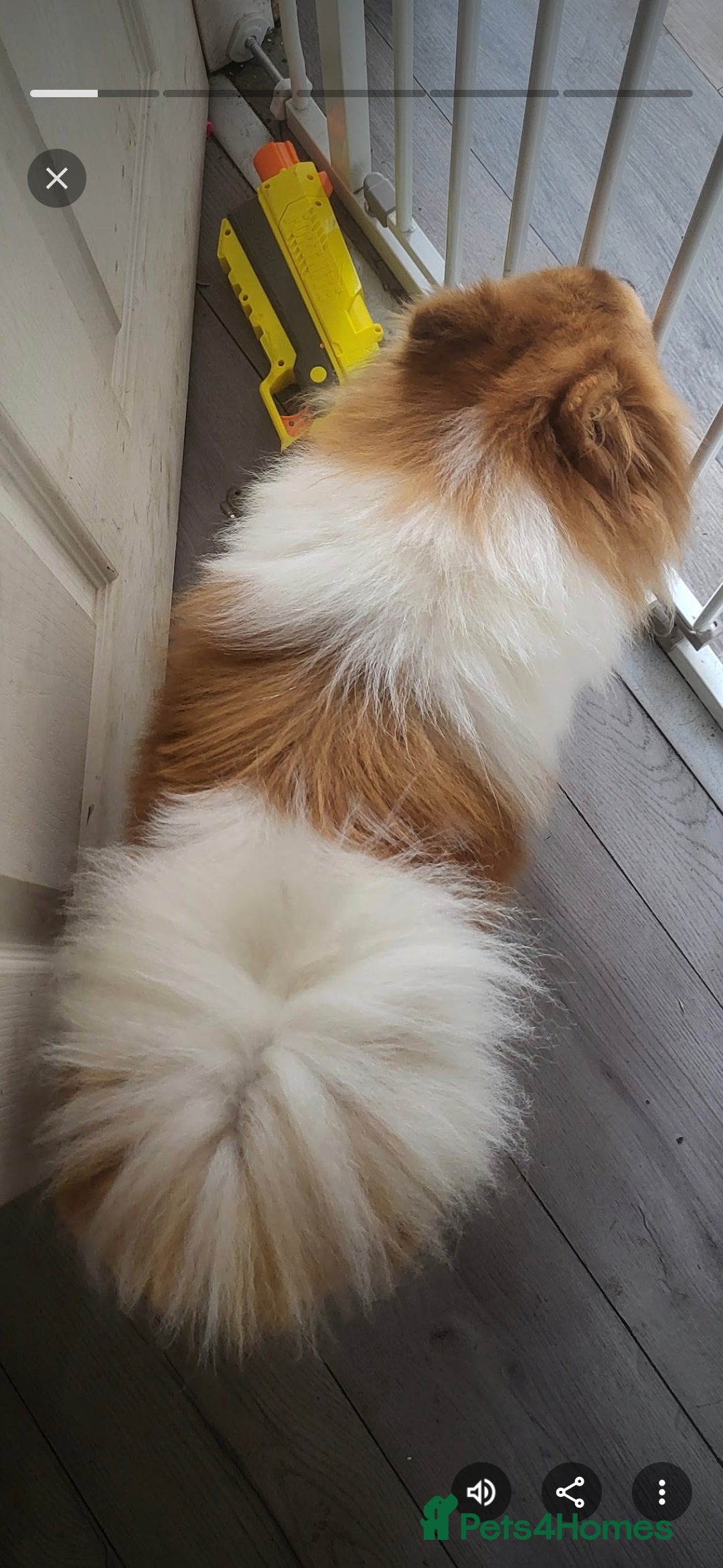 Pomeranian dogs for sale: Pomeranian  - Image 4