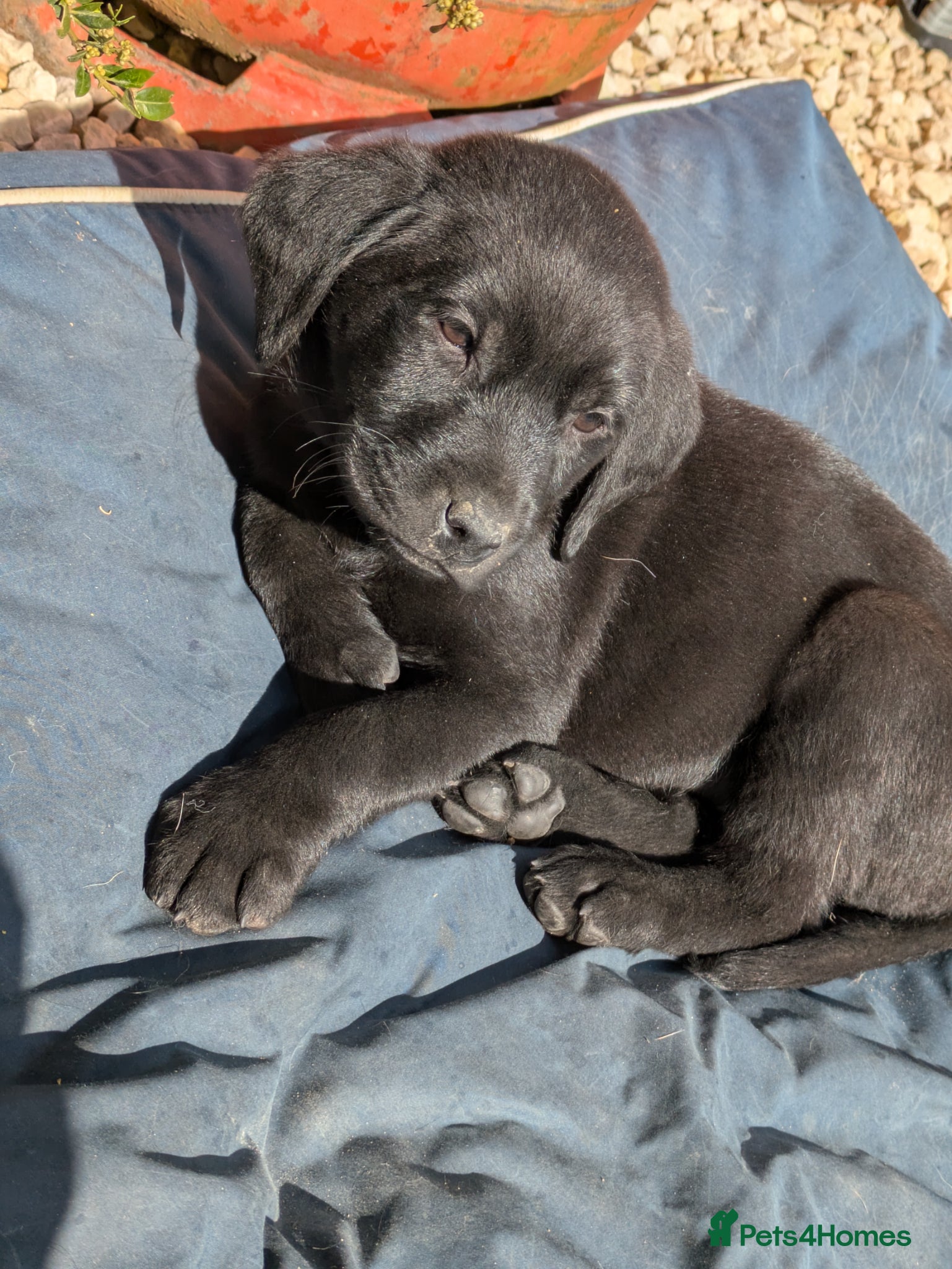 Labrador Retriever dogs Stunning Black Labrador Puppies-Ready 1st April - Advert 6