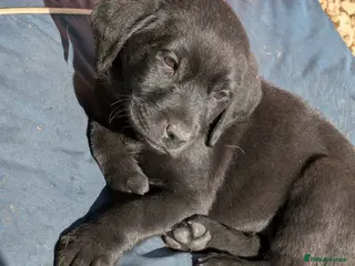 Labrador Retriever dogs Stunning Black Labrador Puppies-Ready 1st April - Advert 6