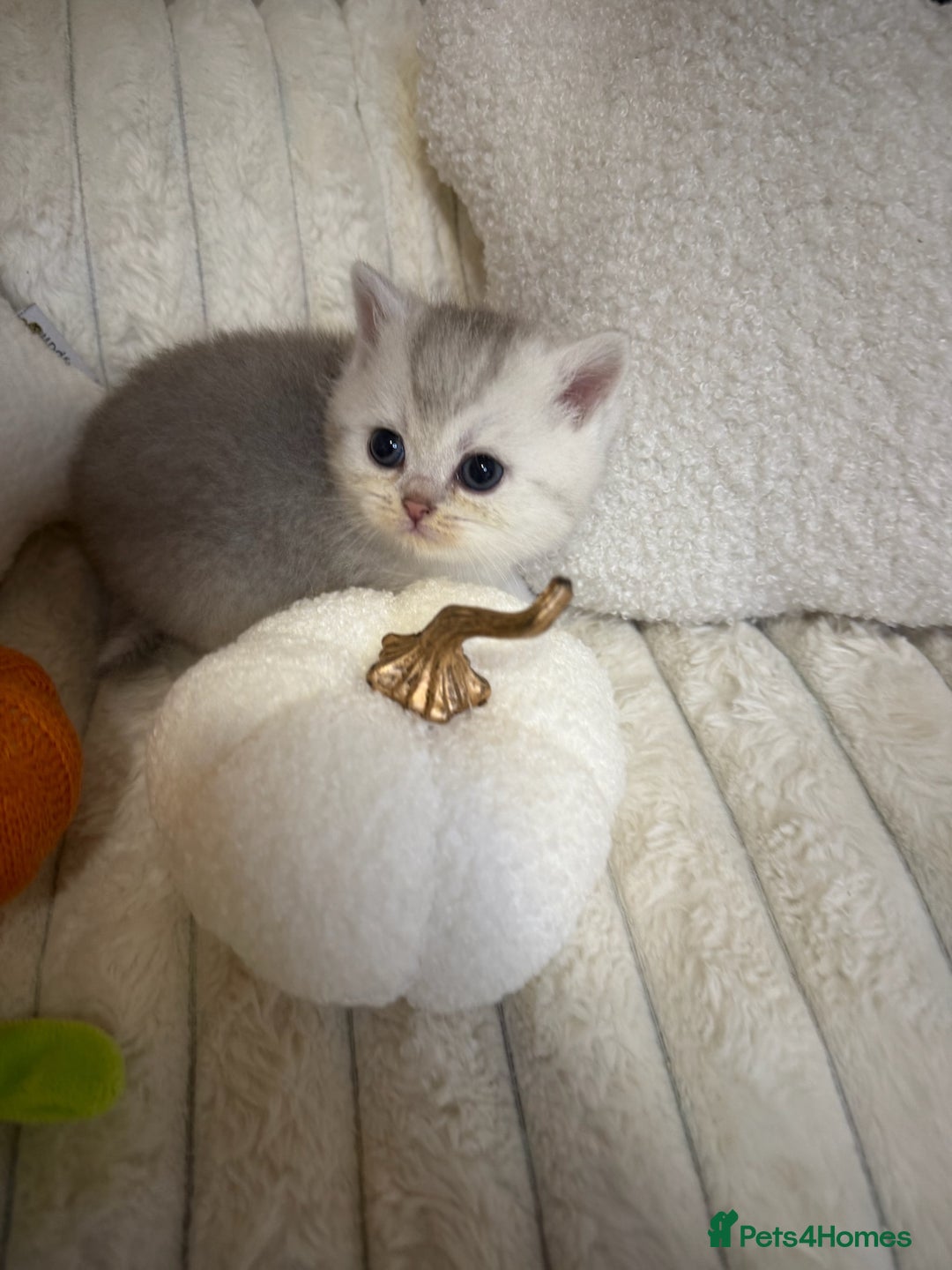 British Shorthair cats for sale: Affectionate lap cats health tested parents  - Image 16