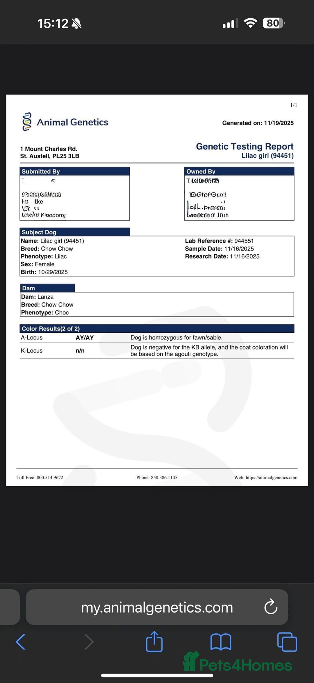 Chow Chow dogs for sale: Beautiful chow litter KC registered 🧬💜🍫 - Advert 4