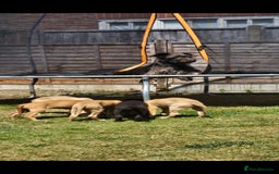 Lurcher dogs for sale: Deerhound Greyhound x deerhound Greyhound f1 - Image 26
