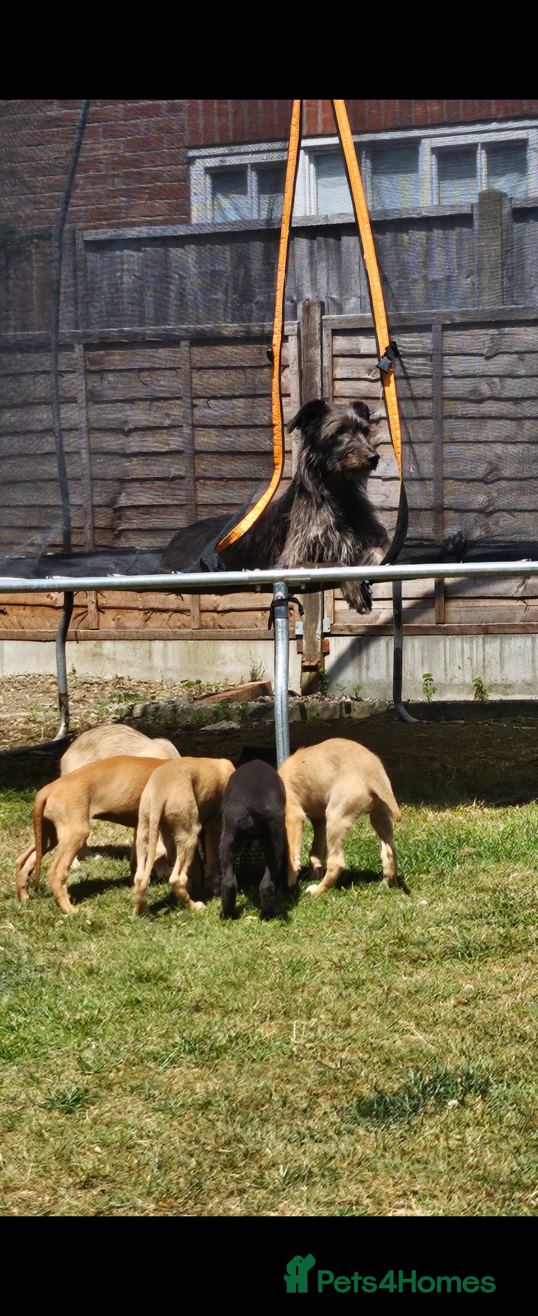 Lurcher dogs for sale: Deerhound Greyhound x deerhound Greyhound f1 - Image 26